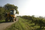 Cave Vinicole de Cleebourg