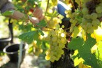 Domaine Viticole de la Ville de Colmar