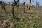 Domaine Viticole de la Ville de Colmar