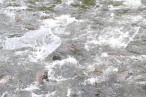 Aux Sources du Heimbach