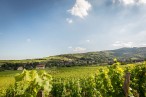 VinoRoute