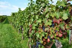 VinoRoute