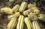 Le Potager de Camille