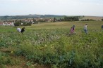 Le Potager de Camille