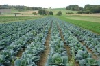 Le Potager de Camille