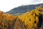 Domaine Robert Haag