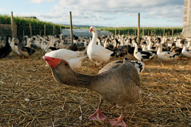 Ferme Schmitt