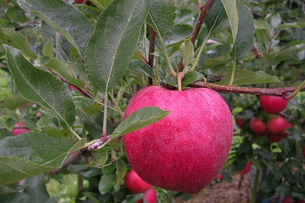 Ferme Fruitière Moritz