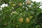 Ferme Fruitière Moritz