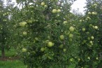 Ferme Fruitière Moritz