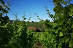 Domaine de la Tour Blanche